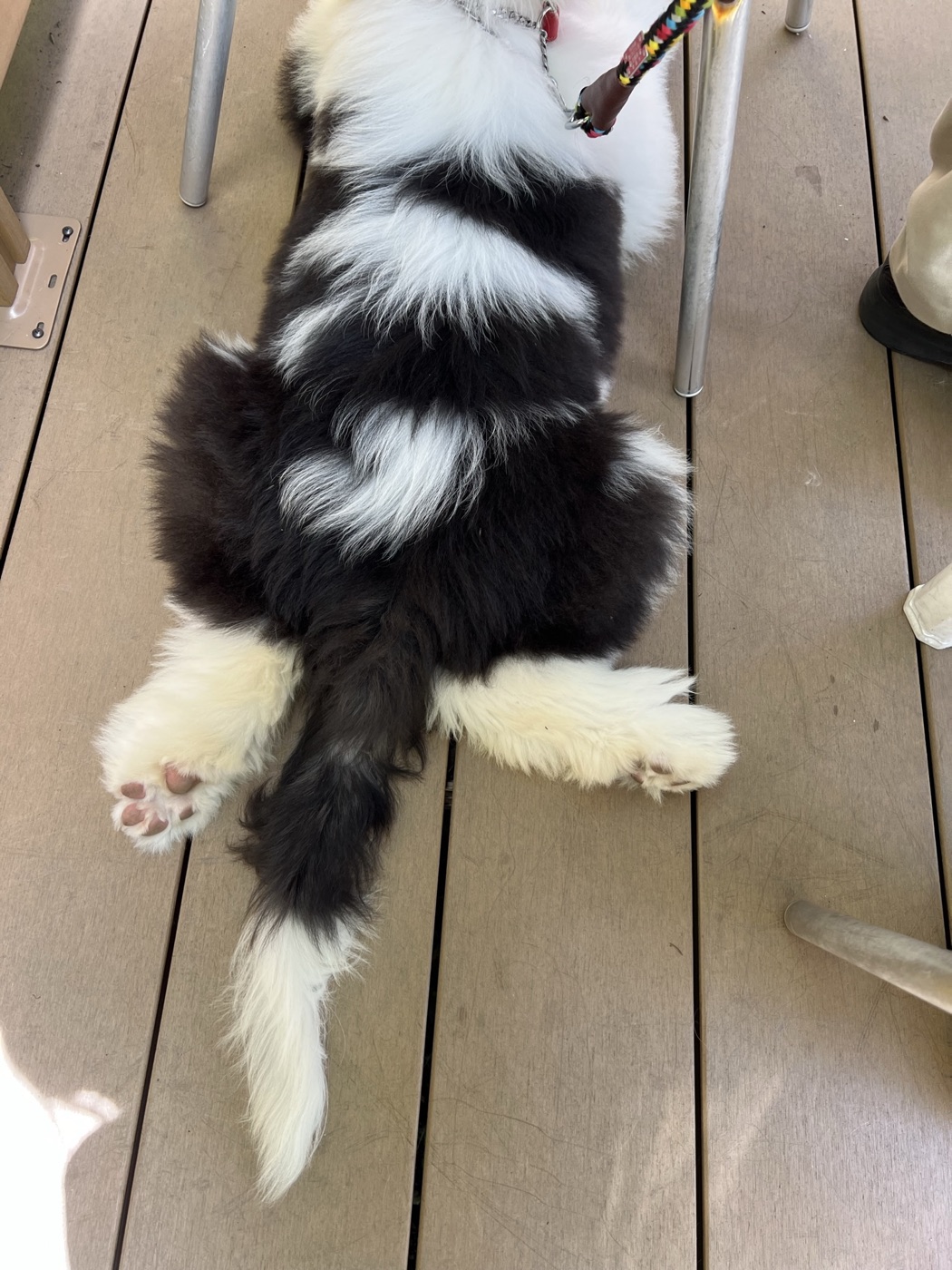 おおじろー